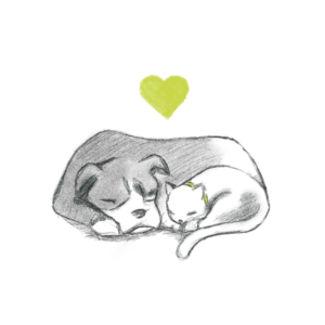 custom_donation