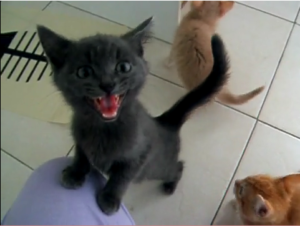 hungry kitten