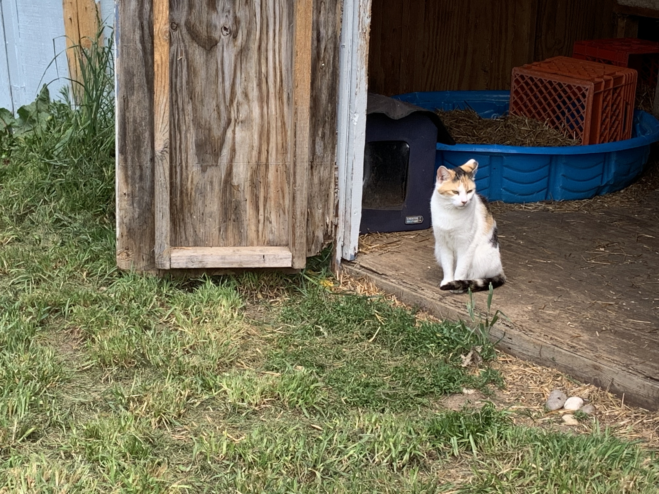 Return to Field Initiative: Community Cats in Ottawa County - Harbor Humane  Society