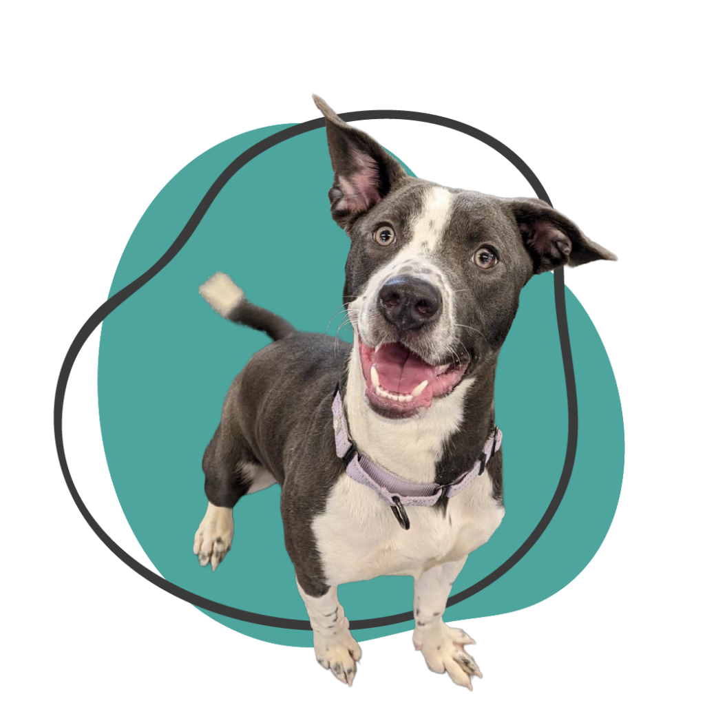 grey and white dog smiling graphic